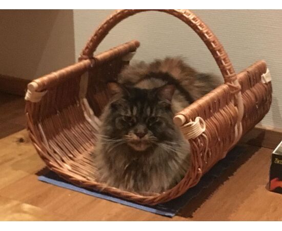 Katze in Cheminéekorb